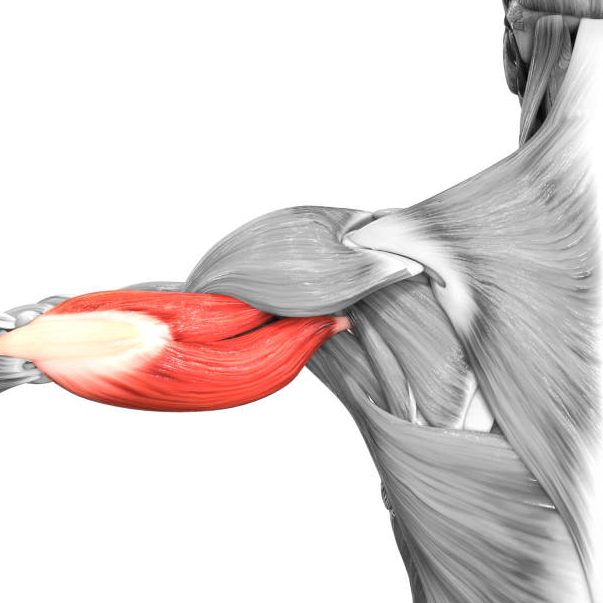 The Strength, Mass, and Stress-Reducing Power of Chest and Tricep Workout